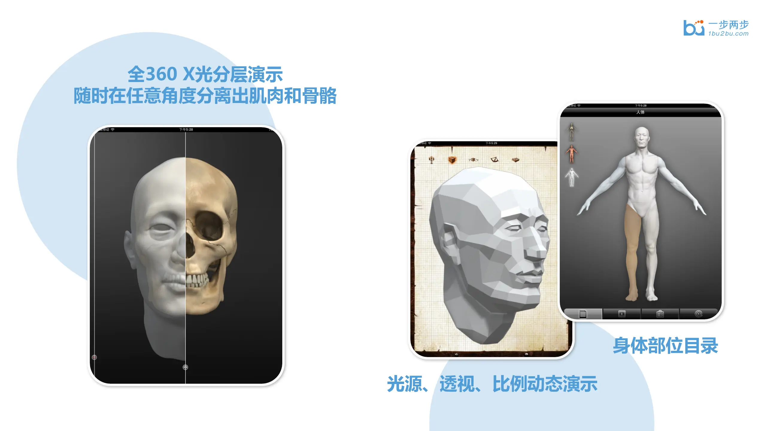 央美艺用人体解剖