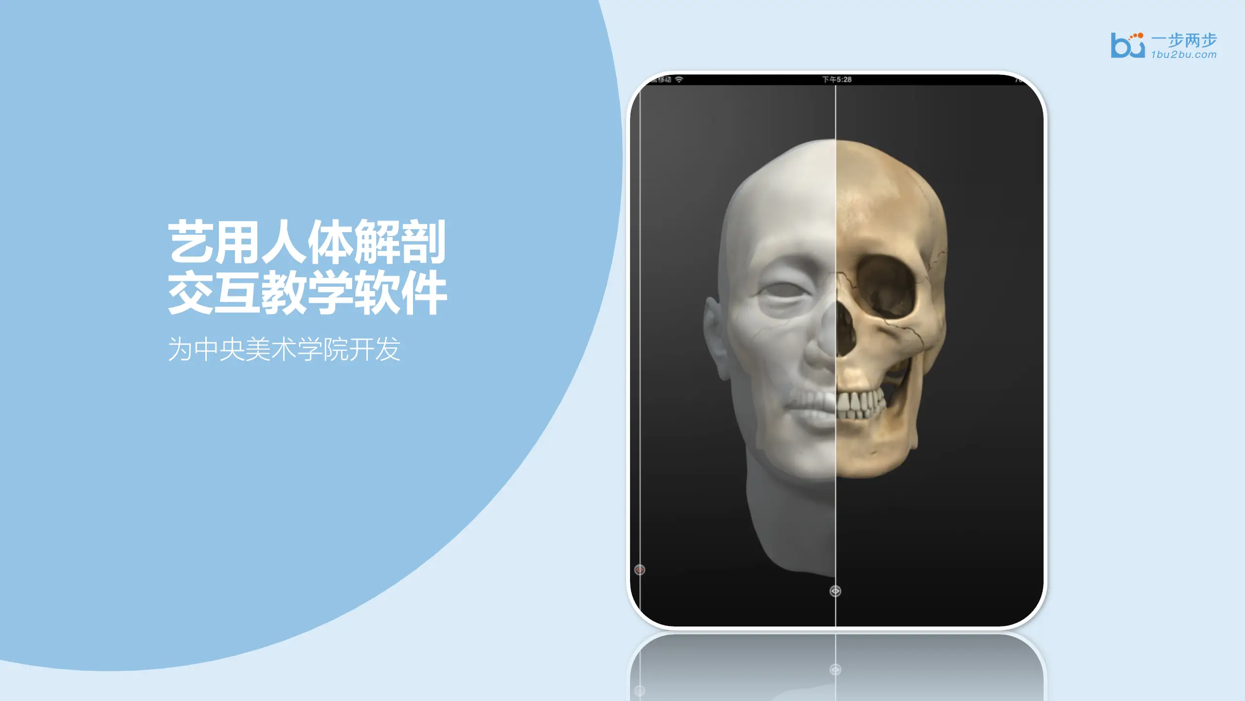 央美艺用人体解剖